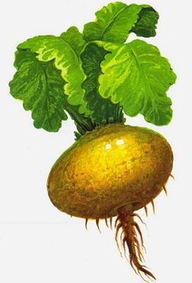 здрава ряпа